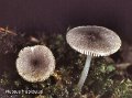 Pluteus hispidulus-amf1496